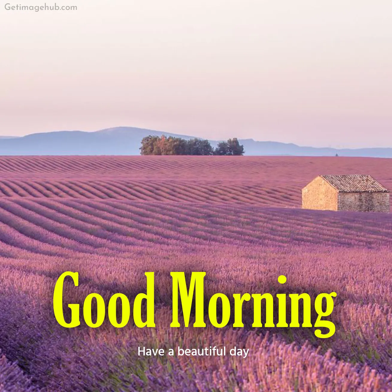 Good Morning Beautidul Nature Image