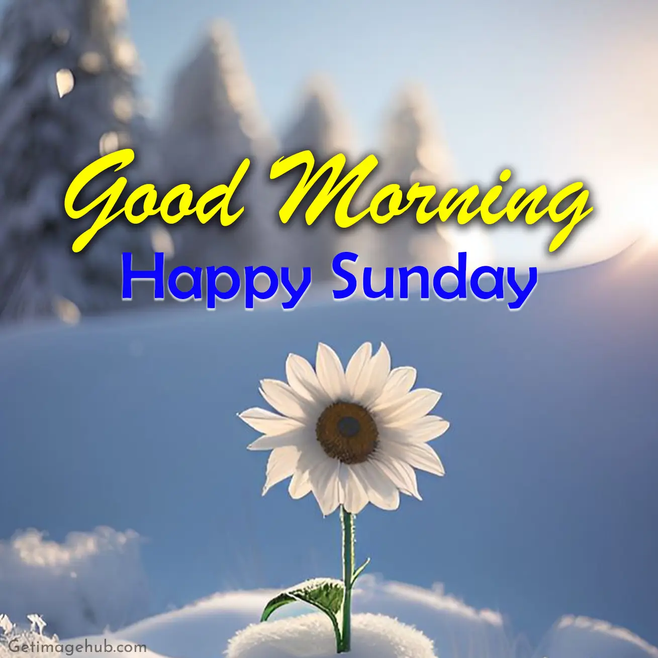 100+ Good Morning Happy Sunday Images, Wishes and Picture